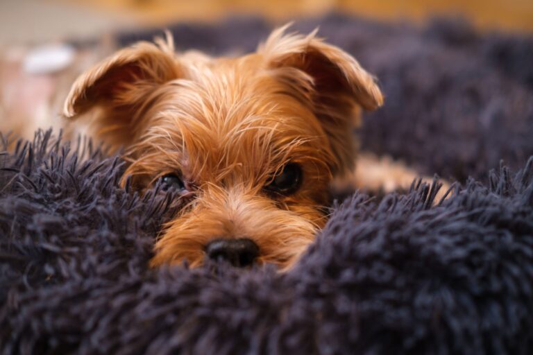Dog groomer accused of slicing pet’s nipple and supergluing wound