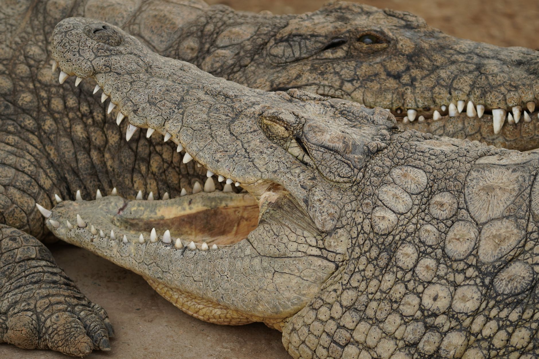 Crocodile sharp teeth wildlife