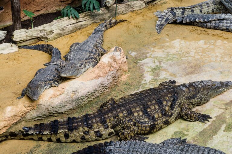 Crocodiles in zoo enclosure habitat