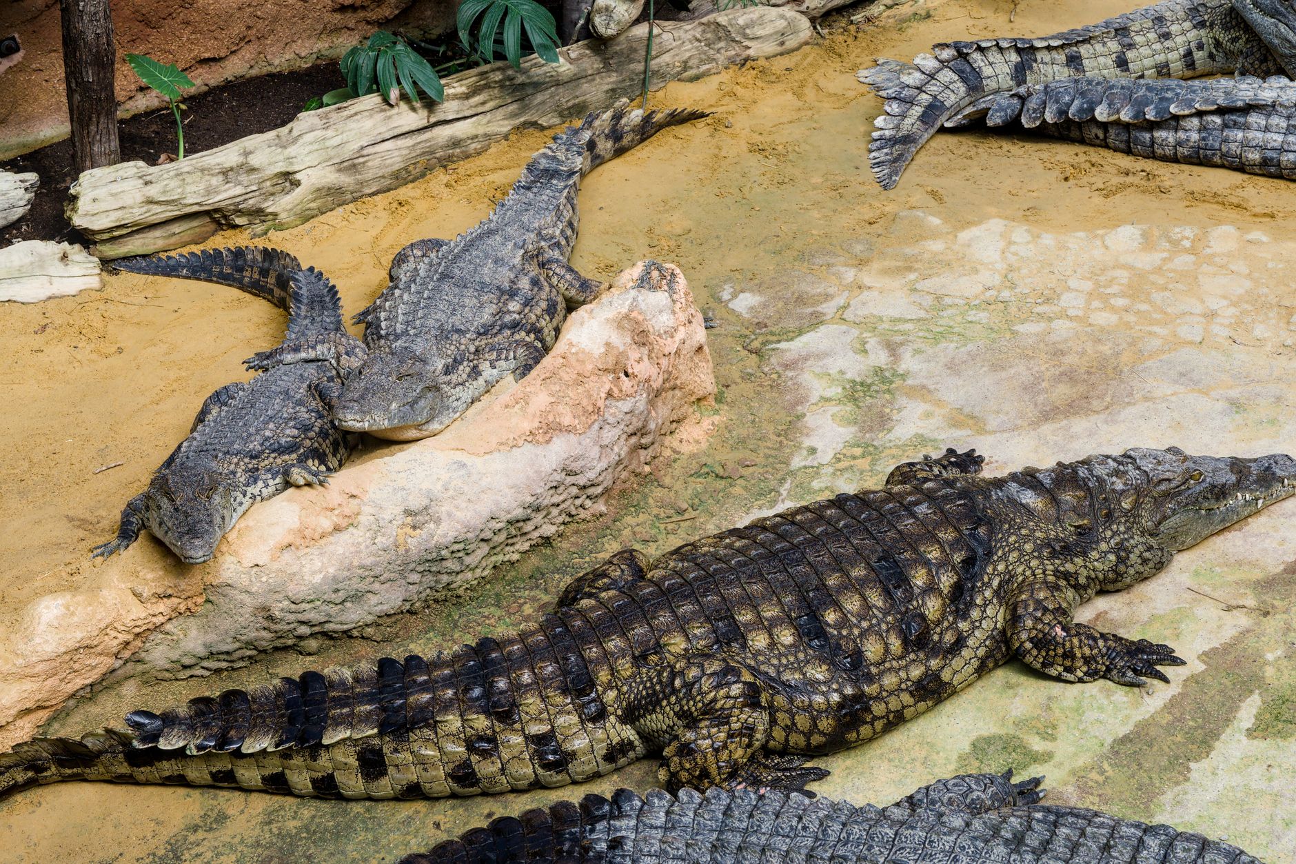 Crocodiles in zoo enclosure habitat