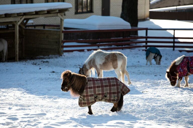 Miniature therapy horse Rusty travels London by black cab