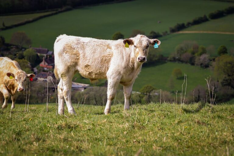 Ancient grazing rights bring Gen Z Londoner to Welsh hills
