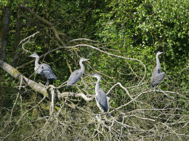 heron bird nature uk