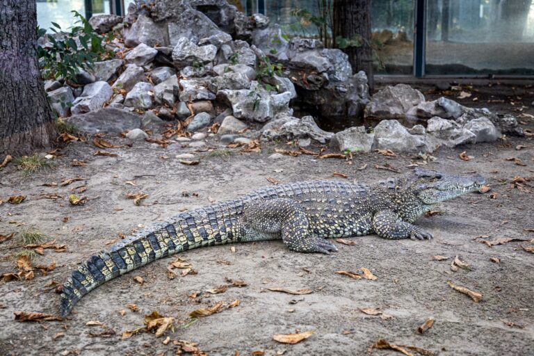 Cambridgeshire crocodile attack: family thanks zoo staff who saved boy