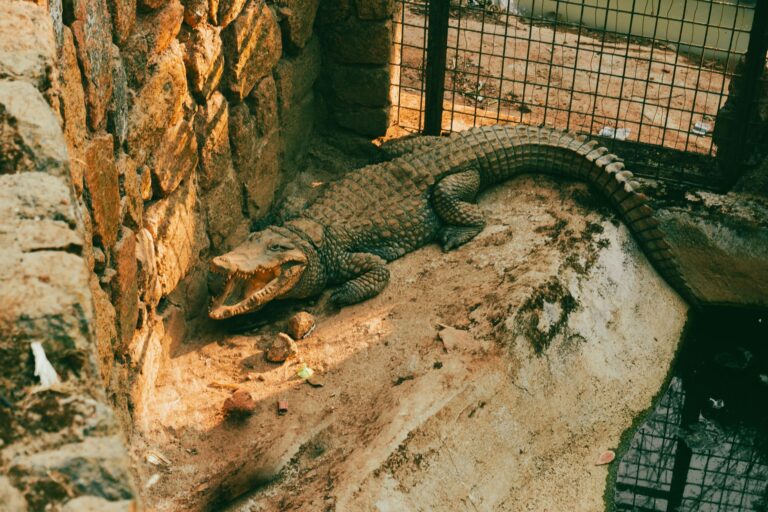 Crocodile attack: Boy, 3, survives five surgeries after mauling