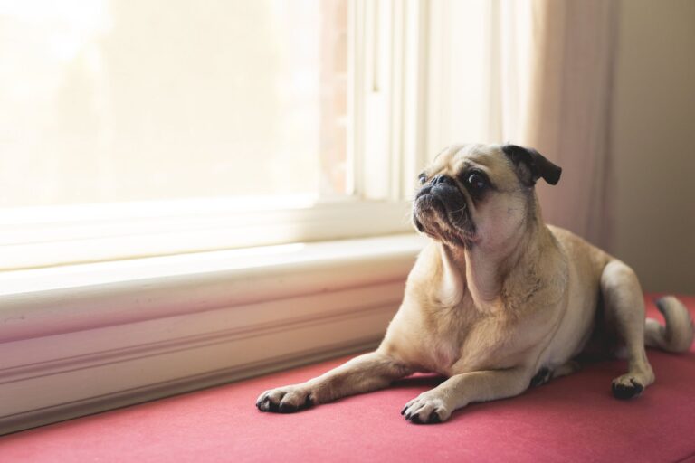 Pet heatstroke risk exists even indoors, UK vets warn owners