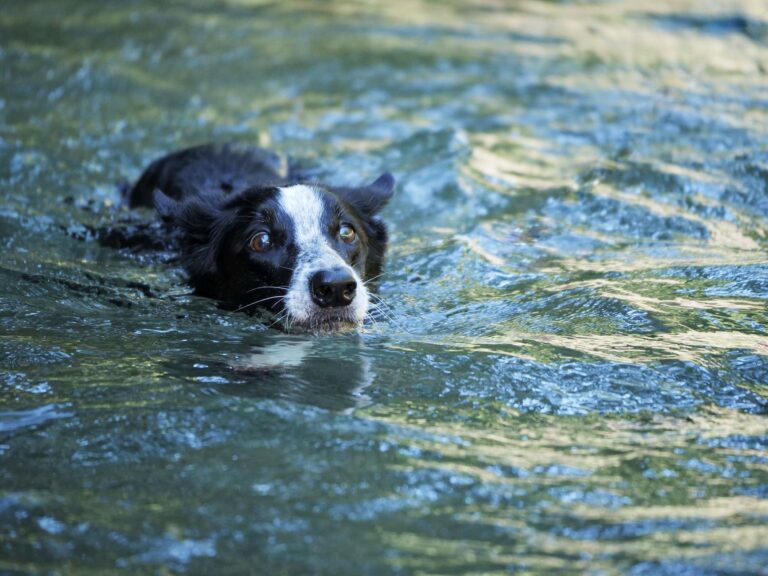 Dog rescued from Ben Nevis after suspected cannabis ingestion