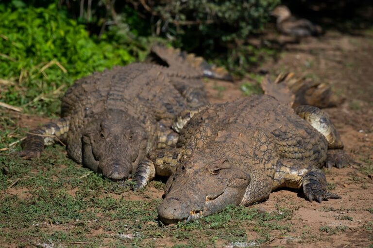 Crocodile attack survivor, 3, smiling again after seven operations