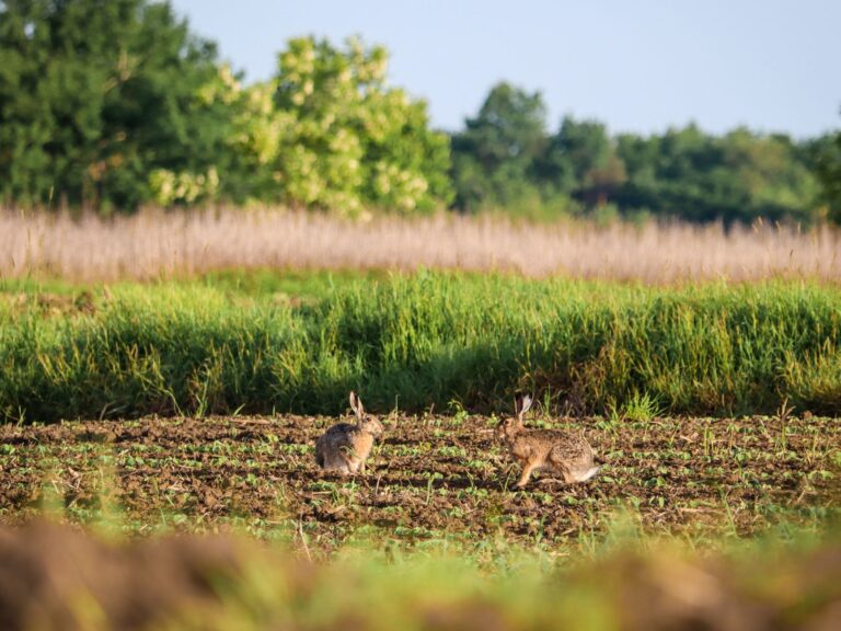 Illegal hare coursing gangs terrorise farmers across rural England