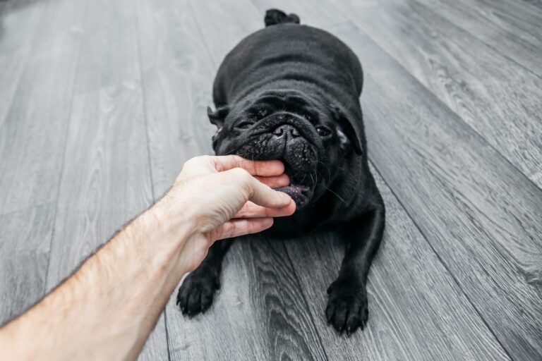 XL bully owner cleared after partner’s father dies from dog bite