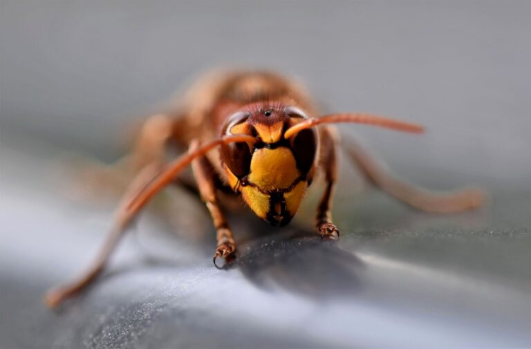 Asian hornet threat prompts beekeepers to demand UK awareness drive