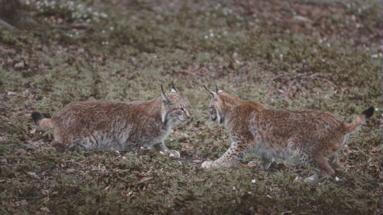 Big cat sightings in Wales include Canadian lynx over five years