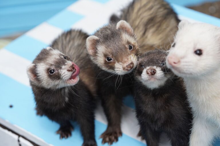 Therapy ferrets at UK’s largest children’s prison spark welfare row