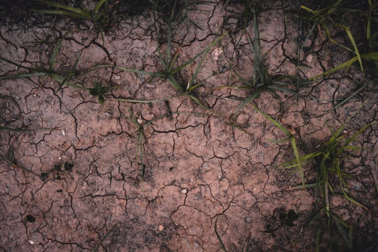 UK hosepipe bans spread as heatwave hits record 35C highs