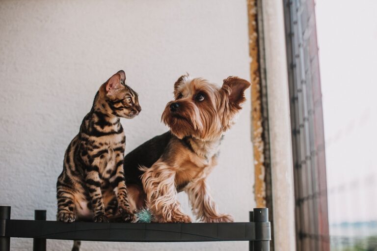 Larry the cat may miss out as Burnham’s dog ‘wouldn’t get on’ with him