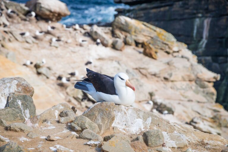 Bass Rock purchased by RSPB after 300 years private ownership